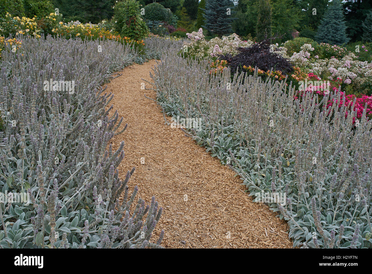 Garden path among blooming lamb's ears flowers Stachys byzantina Stock Photo