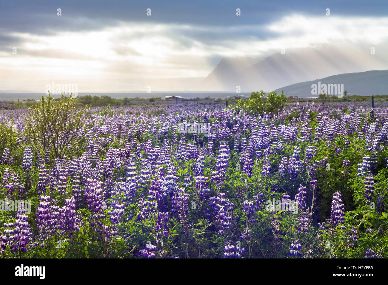 Wild nature landscape of South Iceland with purple lupin flowers and dramatic view of mountains Stock Photo