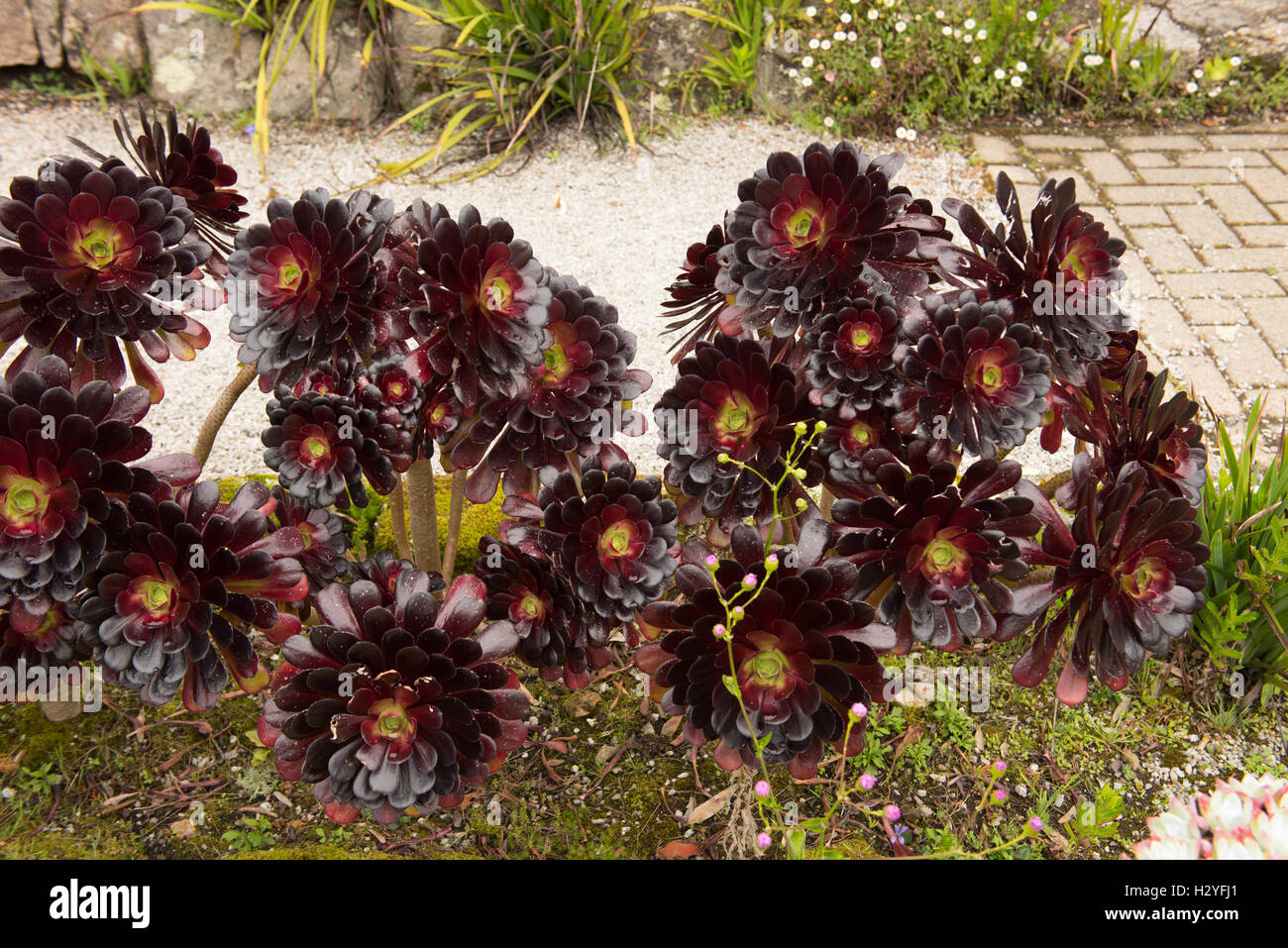 Aeonium Arboreum Atropurpureum Or Dark Purple Houseleek Growing In Stock Photo Alamy