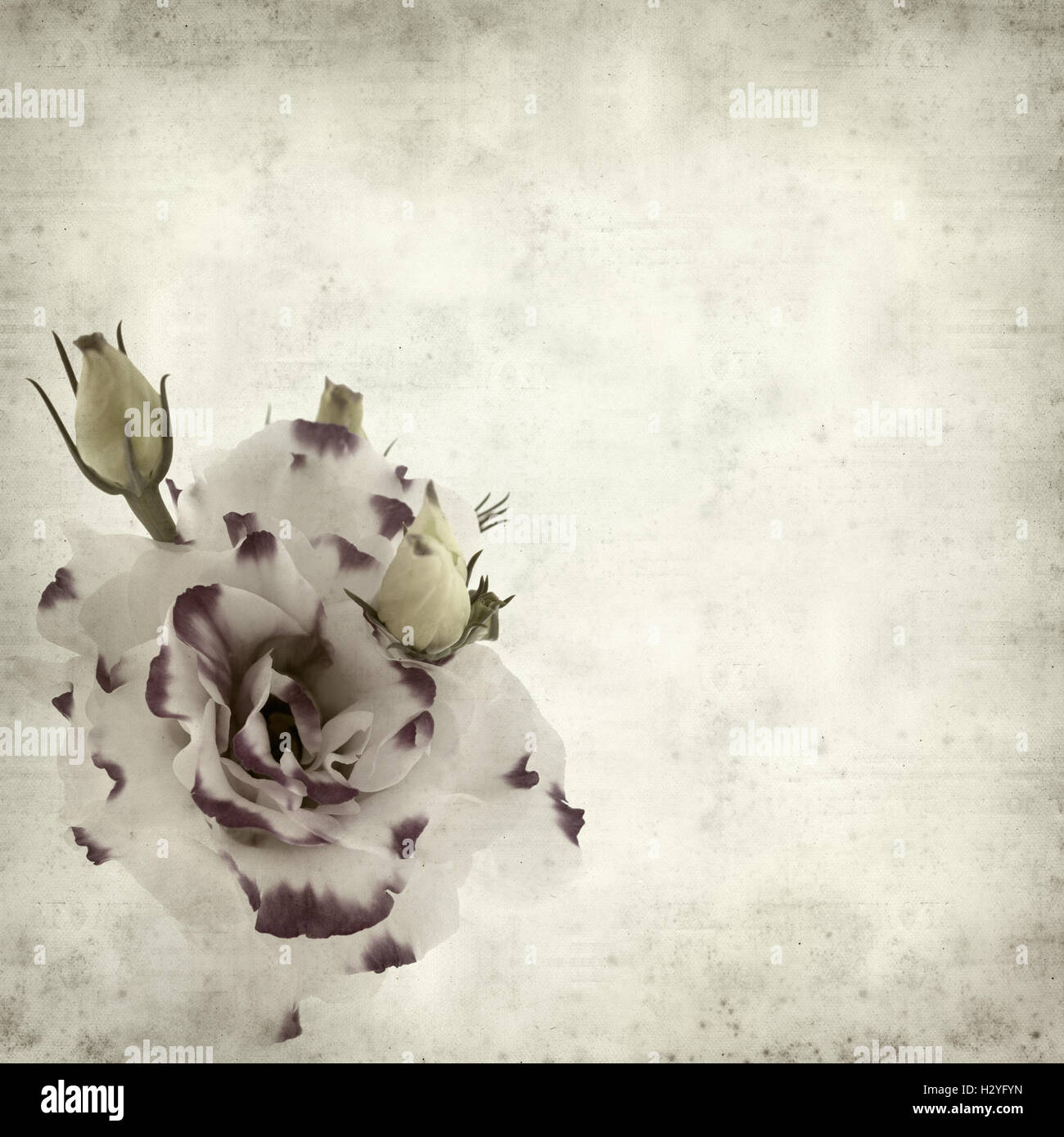 textured old paper background with white and blue Lisianthus flower Stock Photo