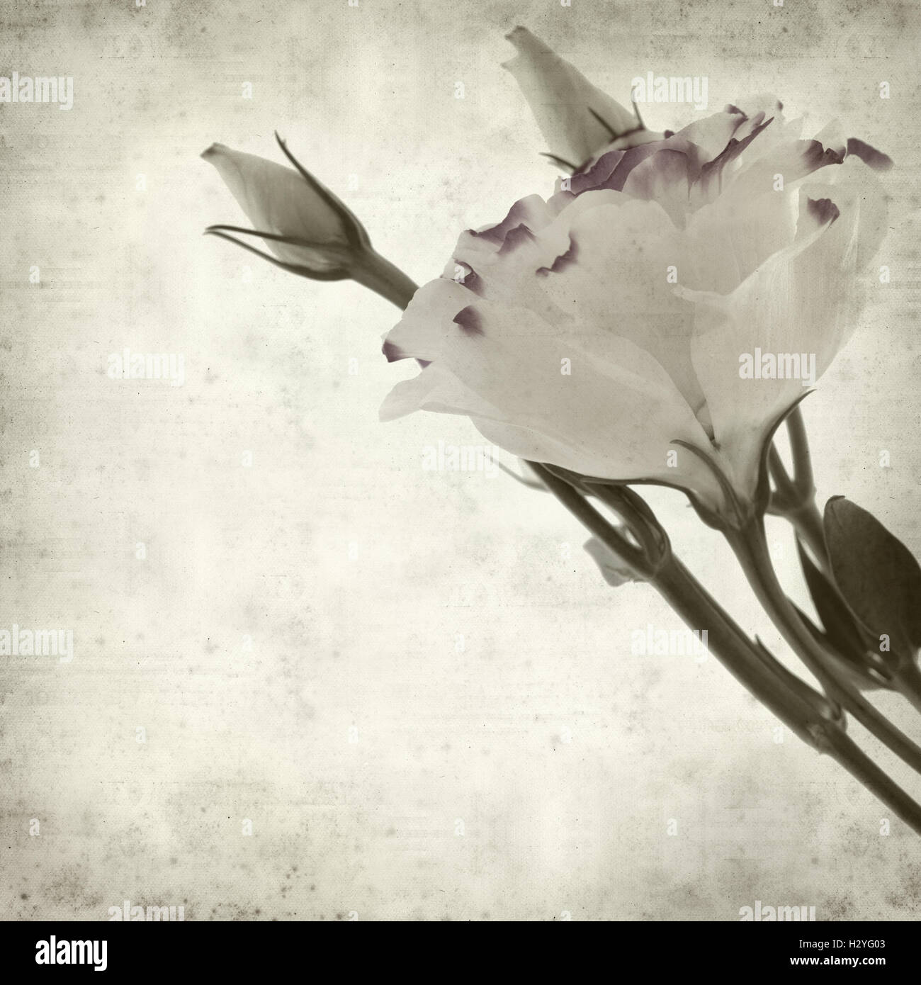 textured old paper background with white and blue Lisianthus flower Stock Photo