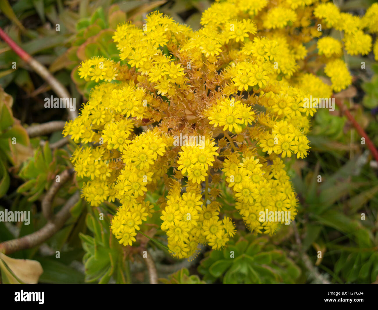The Yellow Flower Head of an Aeonium arboreum (Houseleek Tree) on the Island of Tresco in the Isles of Scilly Stock Photo