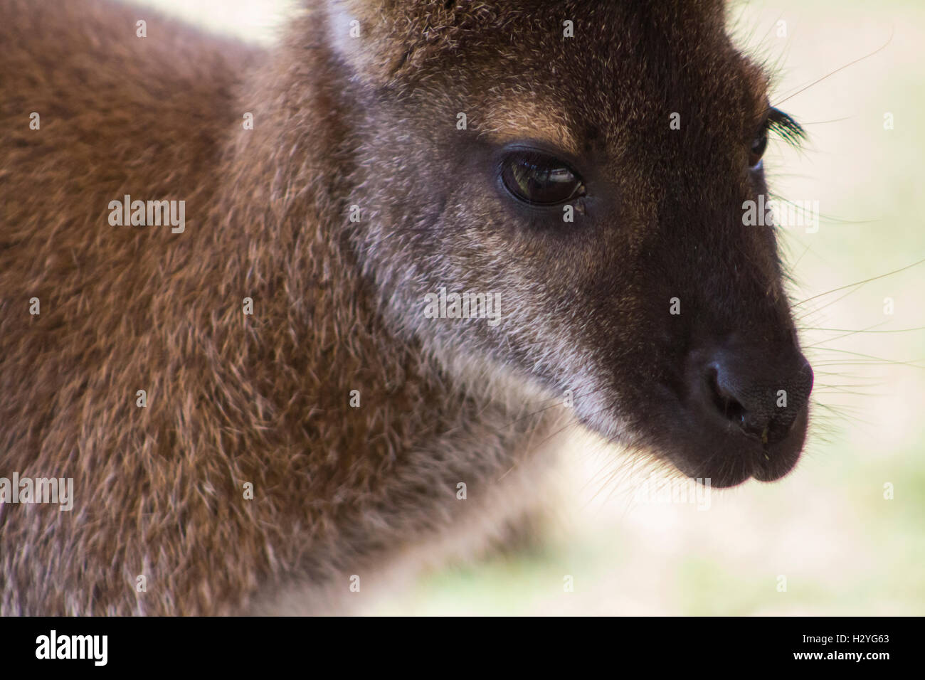 Wallaby at Yorkshire Wildlife Park Stock Photo