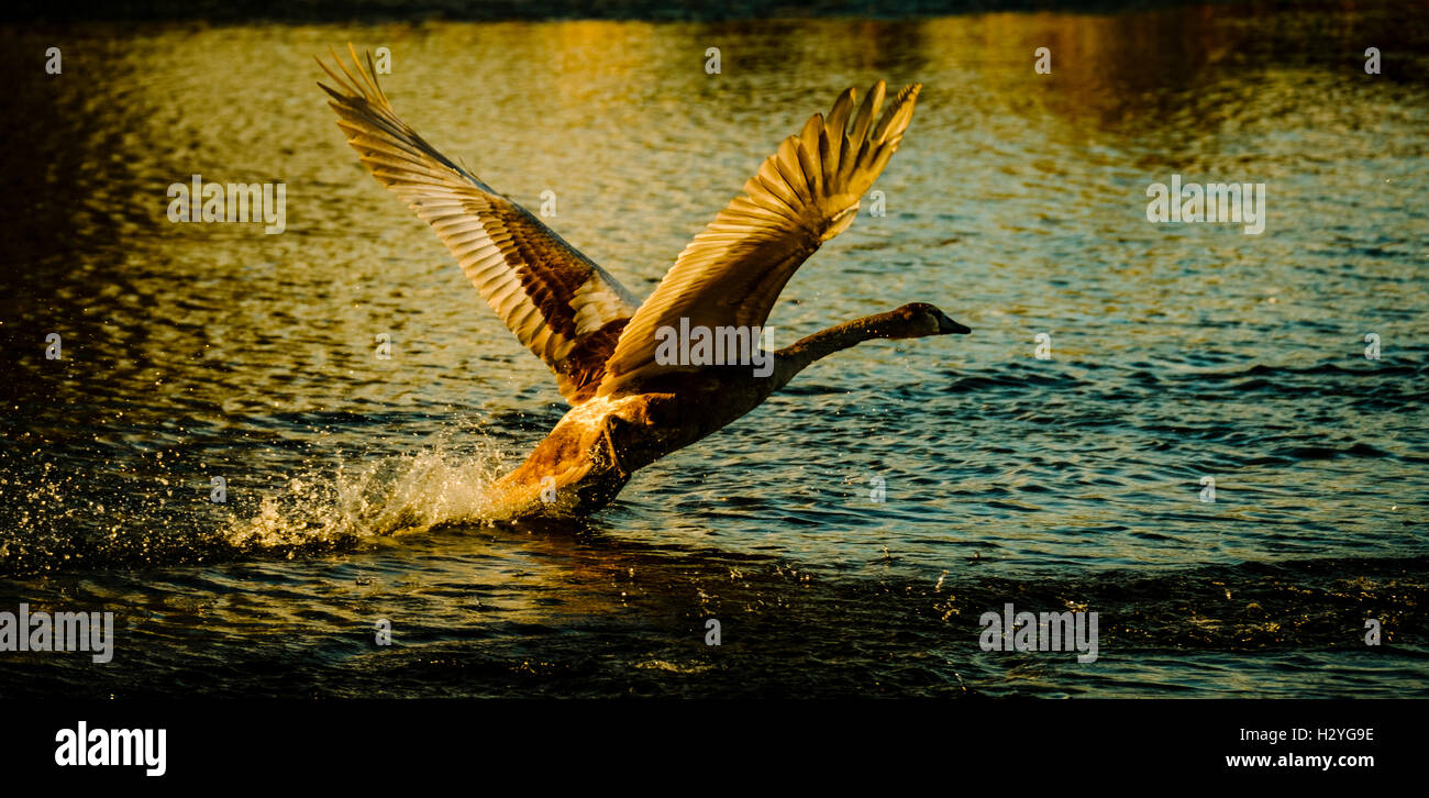 A cygnet takes off to fly a short distance Stock Photo