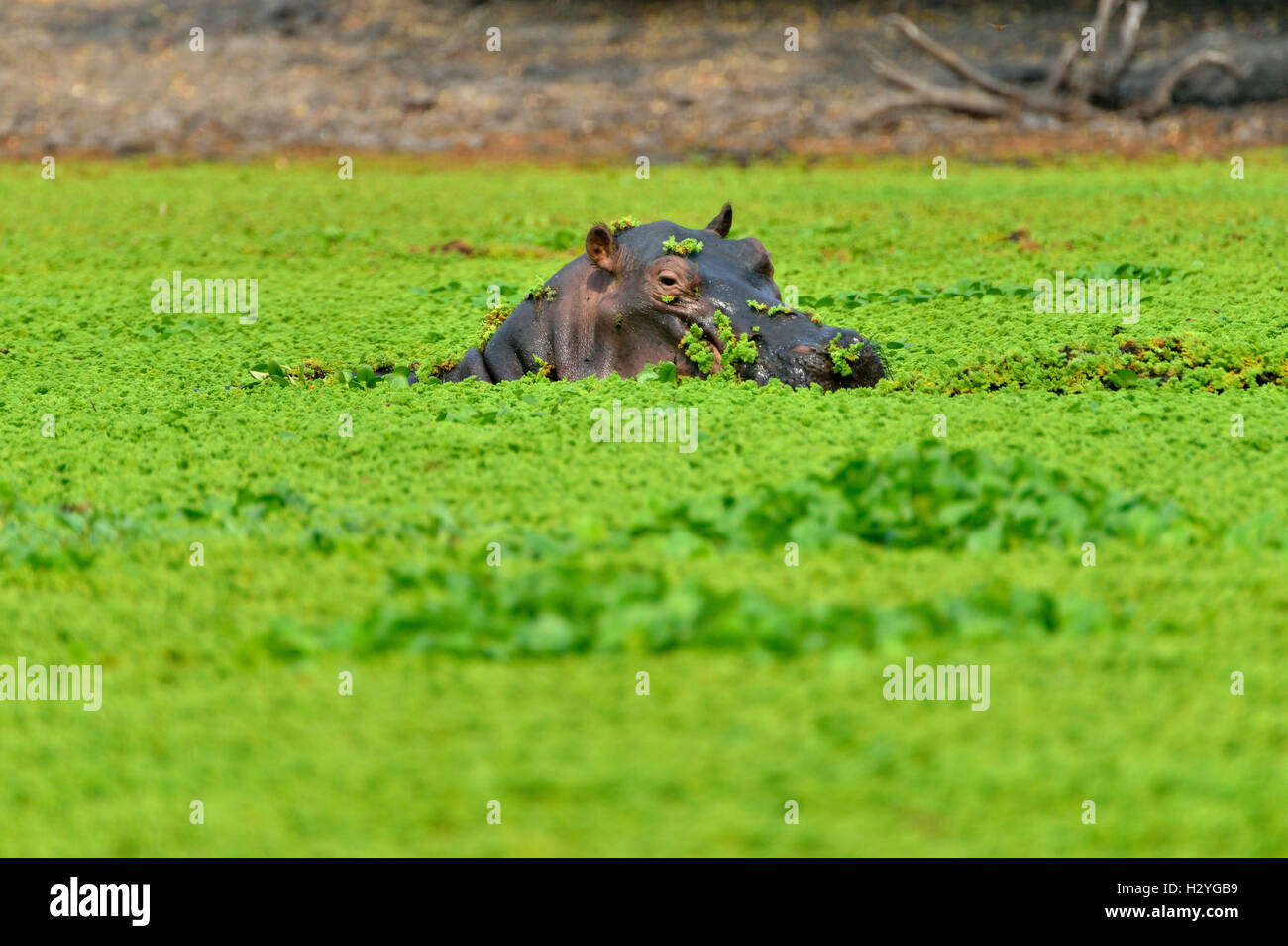 Hippo (Hippopotamus amphibius), among water plants, Mana Pools National Park, Mashonaland West Province, Zimbabwe Stock Photo