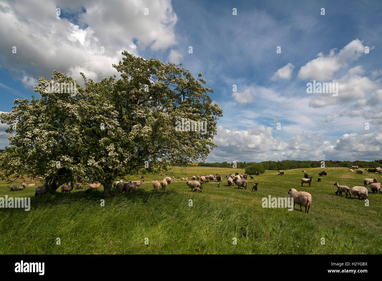 Flock of Schwarzkopf sheep (black headed meat sheep) pasturing, flowering hawthorn (Crataegus), Mecklenburg-Western Pomerania Stock Photo