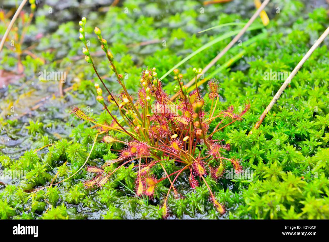 Oblong-leaved sundew (Drosera intermedia) on moss, in a moor near Raubling, pre-Alps, Bavaria, Germany Stock Photo