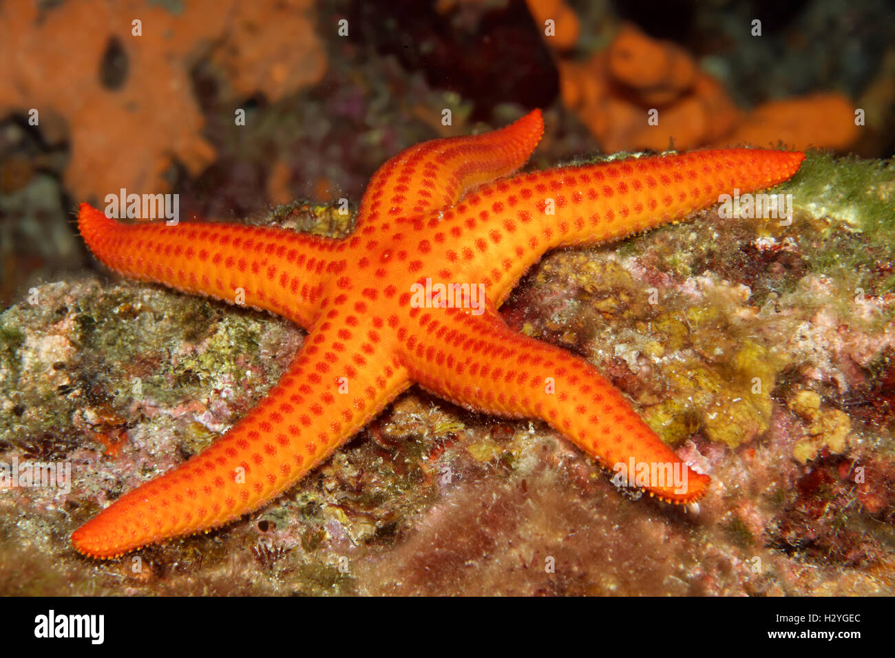 Orange starfish, Smooth starfish (Hacelia attenuata), Sithonia
