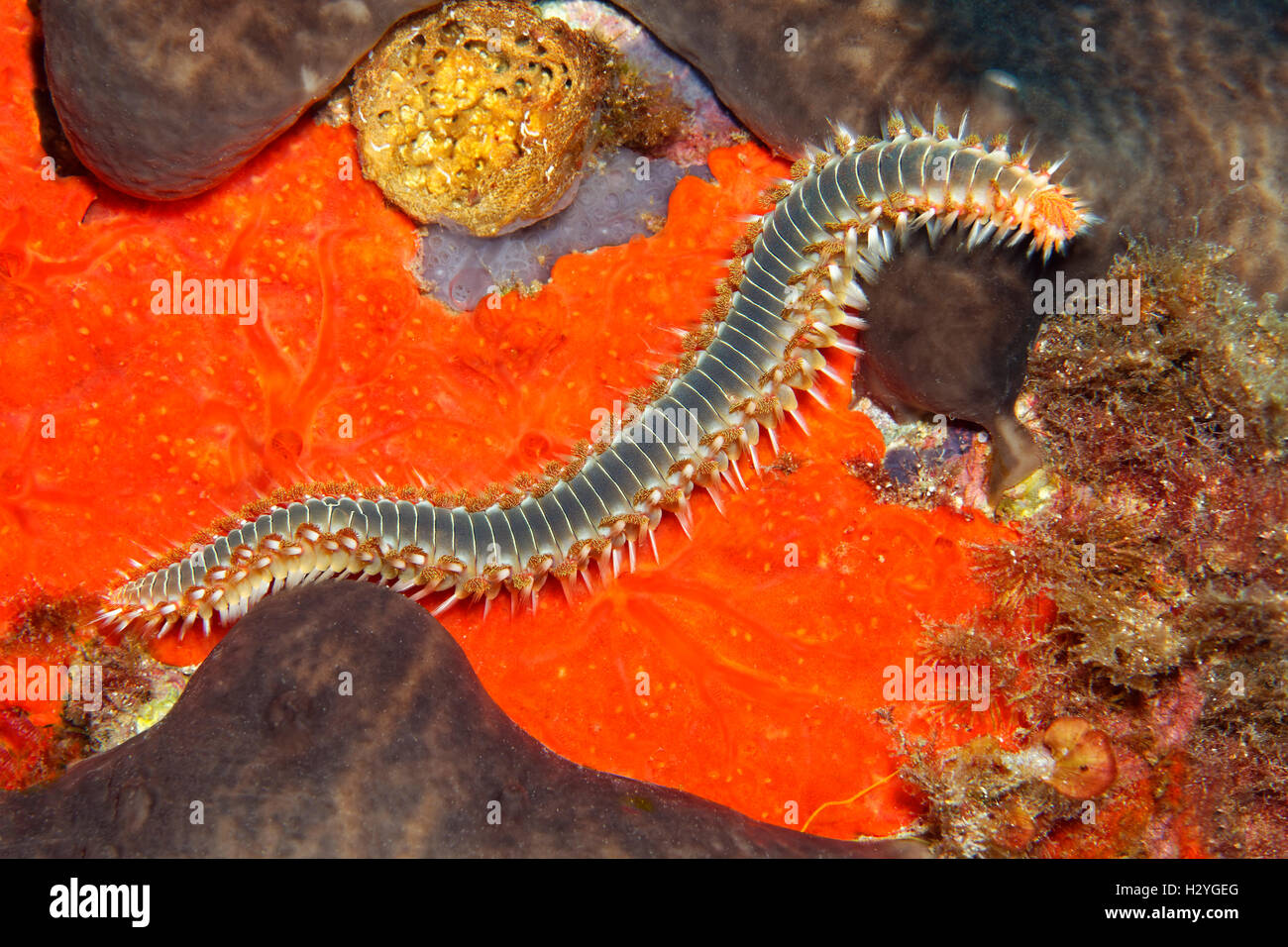 Bearded fireworm or fireworm (Hermodice carunculata), crawling over red swarm, Sithonia, Chalkidiki, also Halkidiki, Aegean Stock Photo