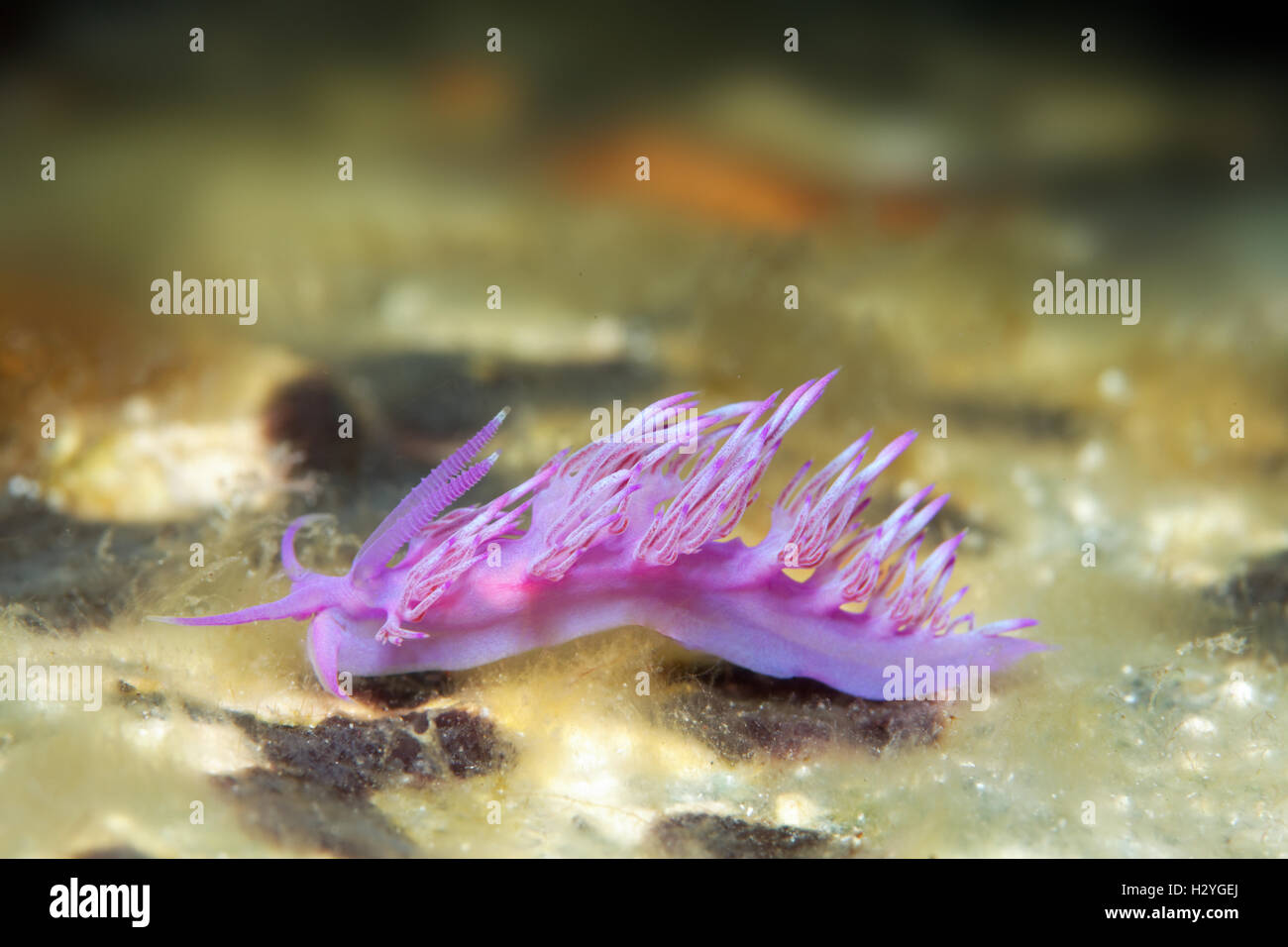 Violet Sea slug (Flabellina affinis) Sithonia, Chalkidiki, also Halkidiki, Aegean, Mediterranean, Greece Stock Photo