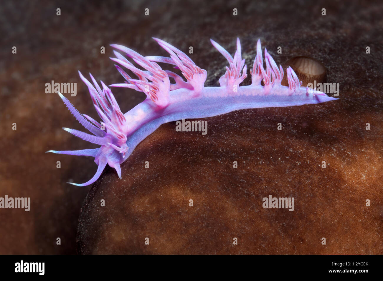 Violet Sea slug (Flabellina affinis) Sithonia, Chalkidiki, also Halkidiki, Aegean, Mediterranean, Greece Stock Photo