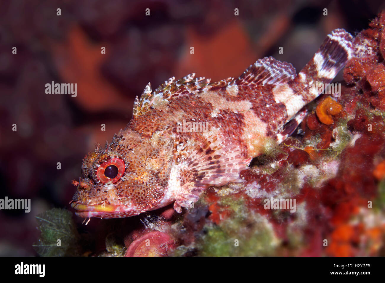 Black scorpionfish, (Porcaena porcus), Sithonia, Chalkidiki, also Halkidiki, Aegean, Mediterranean, Greece Stock Photo