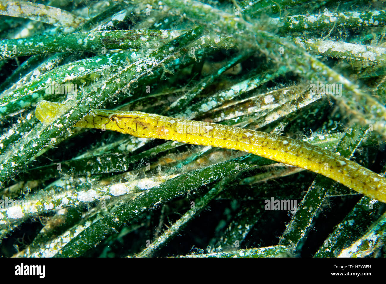 Broadnosed Pipefish (Syngnathus typhle) hiding in seagrass (Posedonia oceana), Sithonia, Chalkidiki, also Halkidiki, Aegean Stock Photo