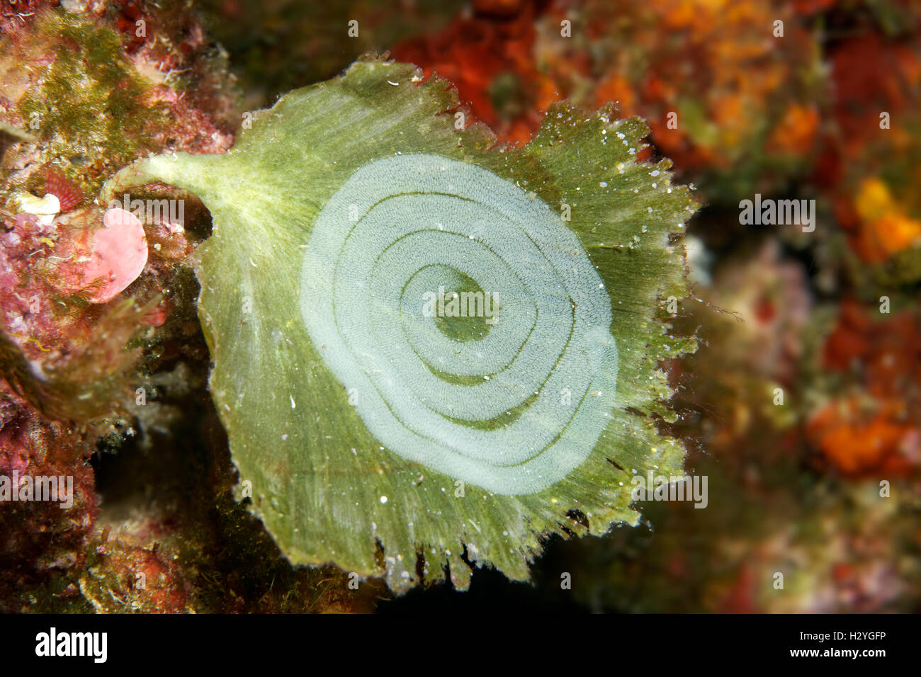 Scrims a slug on Algae (Udotea petiolata), Sithonia, Chalkidiki, also Halkidiki, Aegean, Mediterranean, Greece Stock Photo