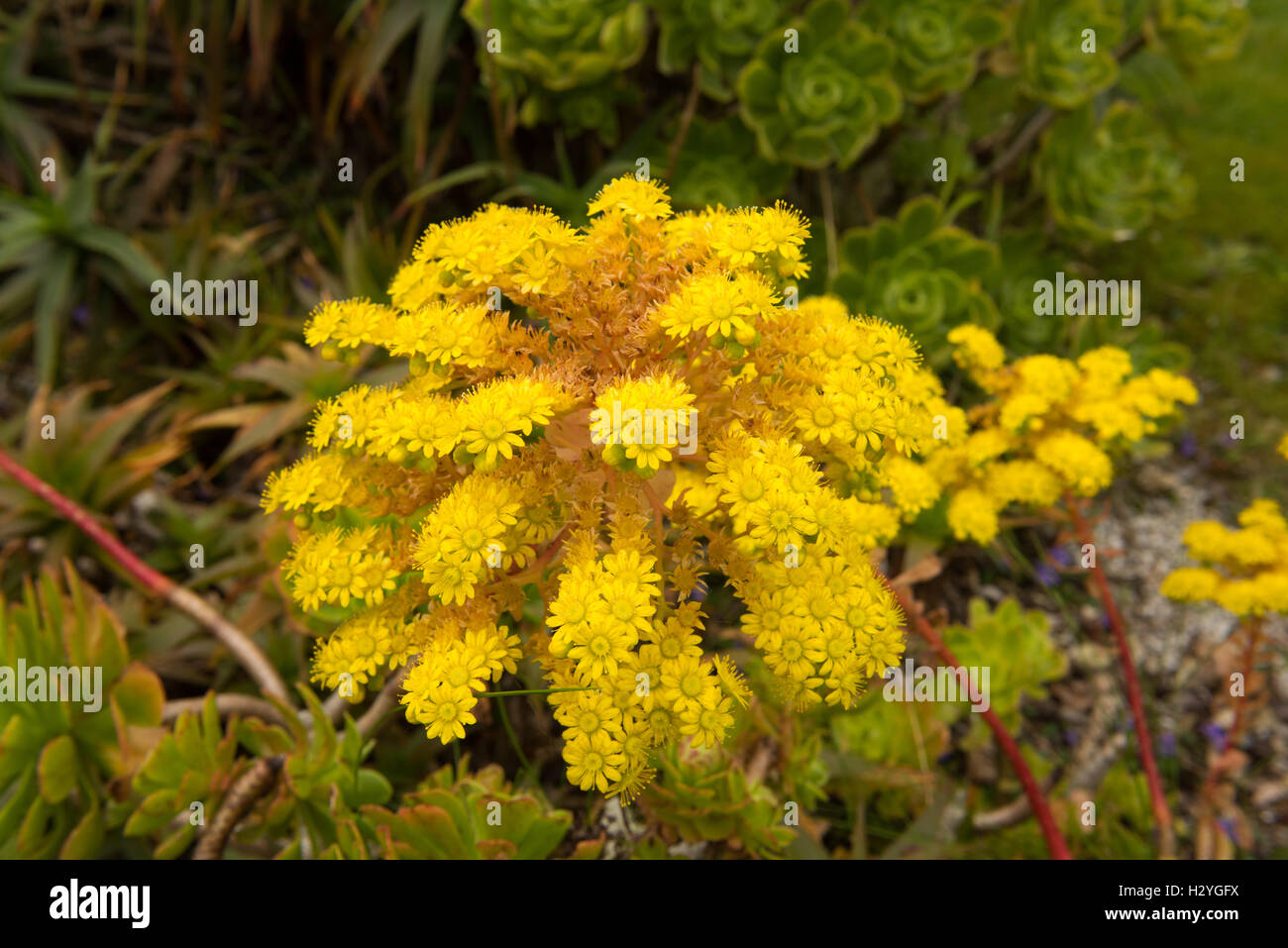 The Yellow Flower Head of an Aeonium arboreum (Houseleek Tree) on the Island of Tresco in the Isles of Scilly Stock Photo