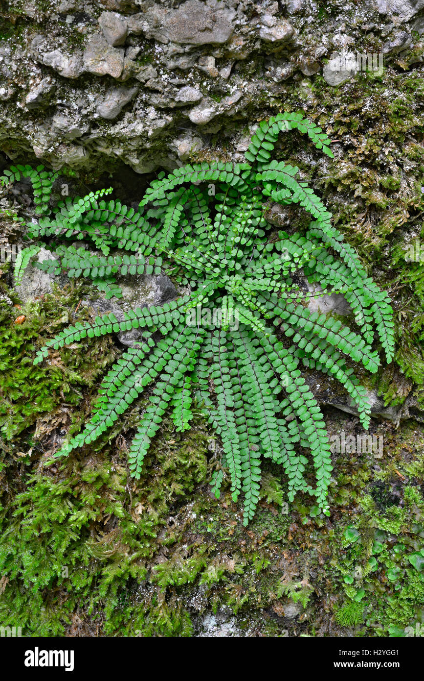Maidenhair spleenwort hi-res stock photography and images - Alamy