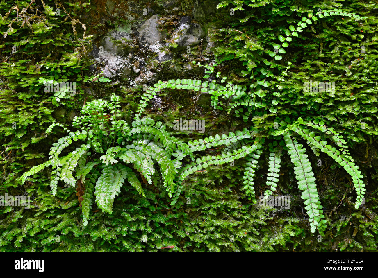 On the left green spleenwort (Asplenium viride), on the right Maidenhair spleenwort (Asplenium trichomanes), ferns, Styria Stock Photo