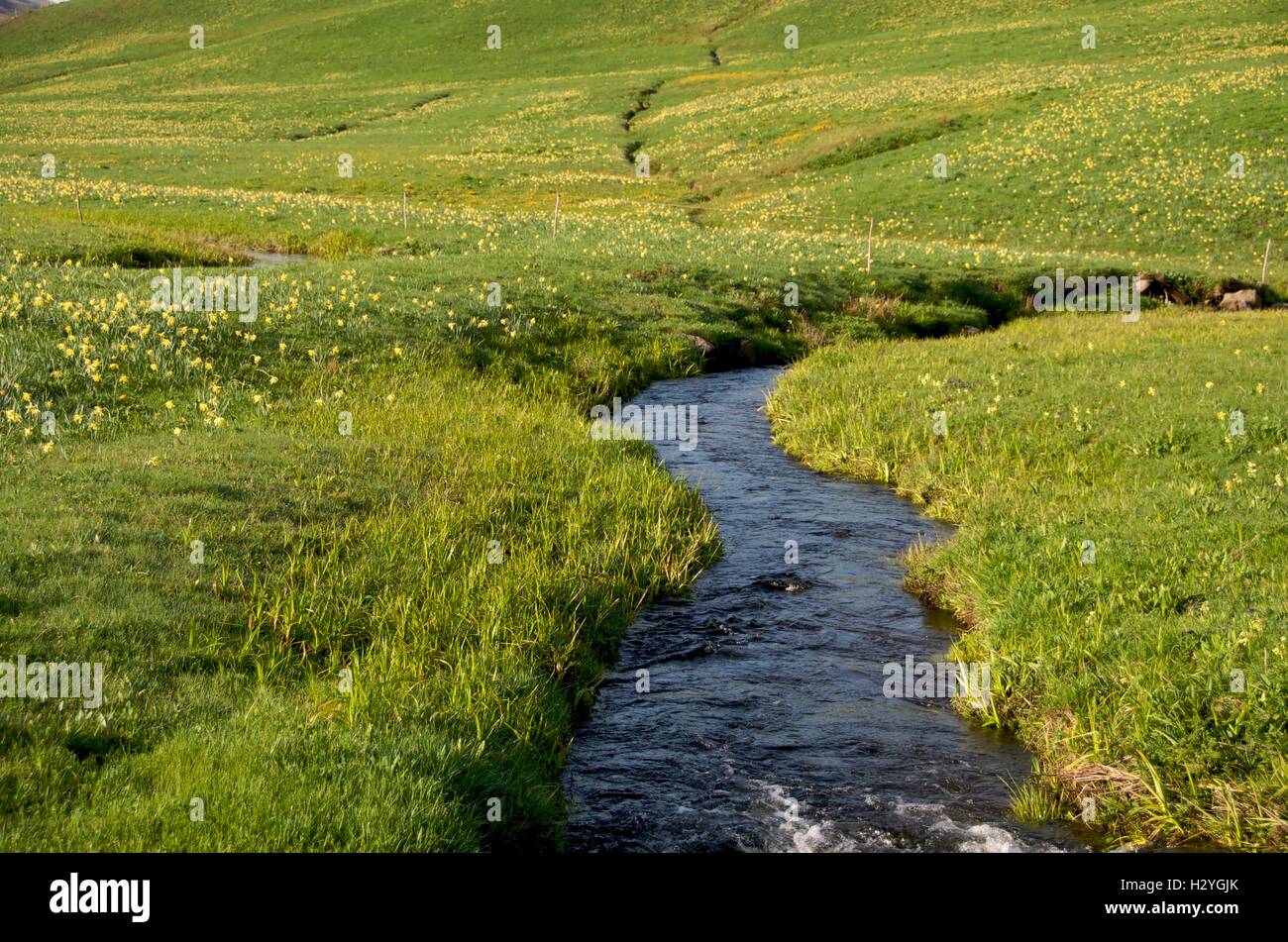 Small stream in Cezallier and field of daffodils, Auvergne, France, Europe Stock Photo