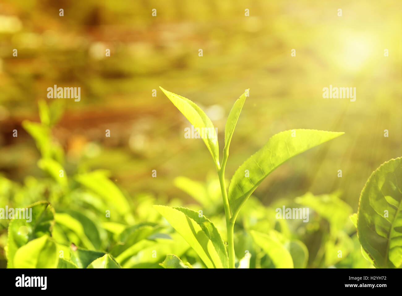 tea leaf in sunset light Stock Photo Alamy