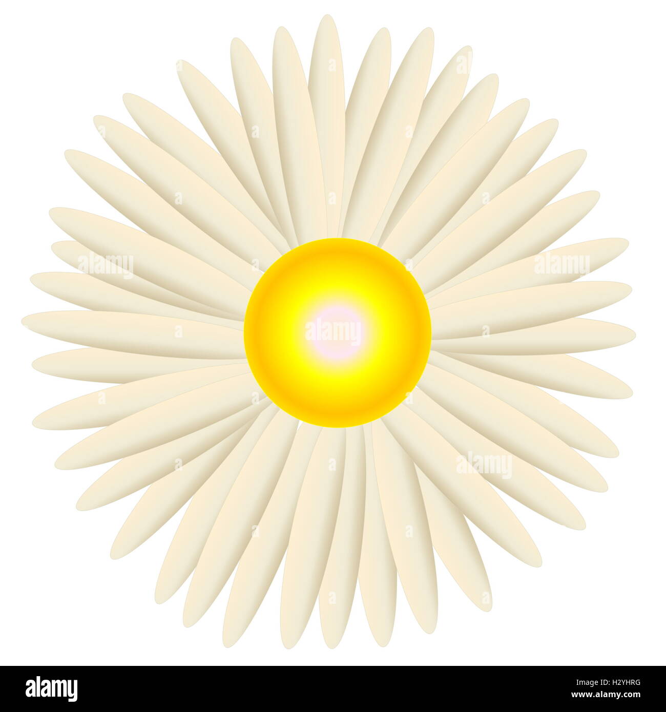 White daisy Stock Photo