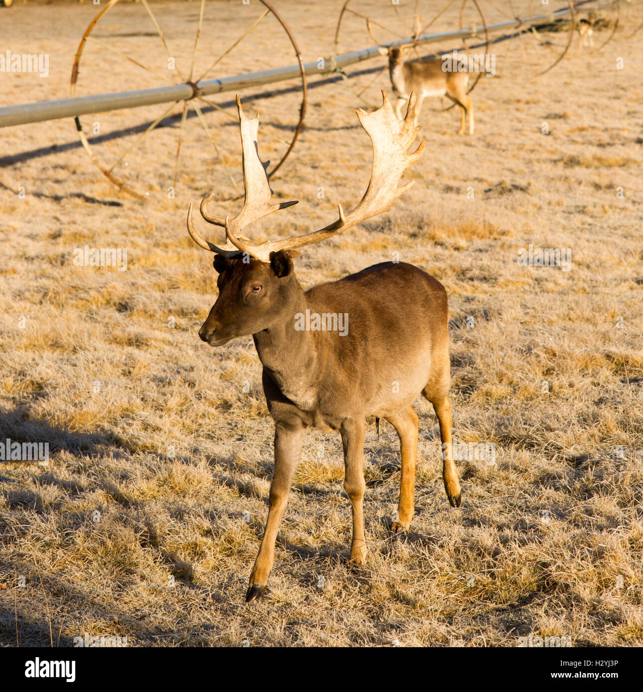 What Can You Do With Deer Antlers? - Tioga Ranch