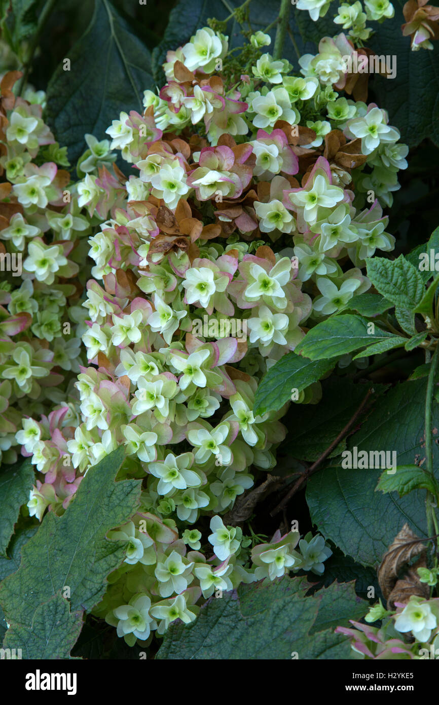 The petals of an oak leaf hydrangea begin to turn pink as autumn begins. Hydrangea quercifolia hovaria Stock Photo