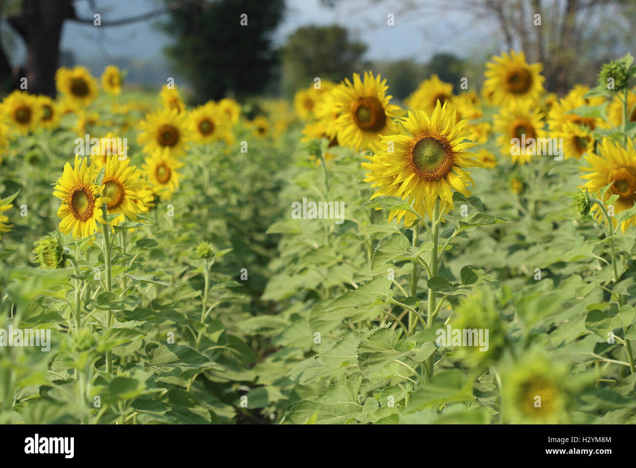 sunflower in the field Stock Photo - Alamy