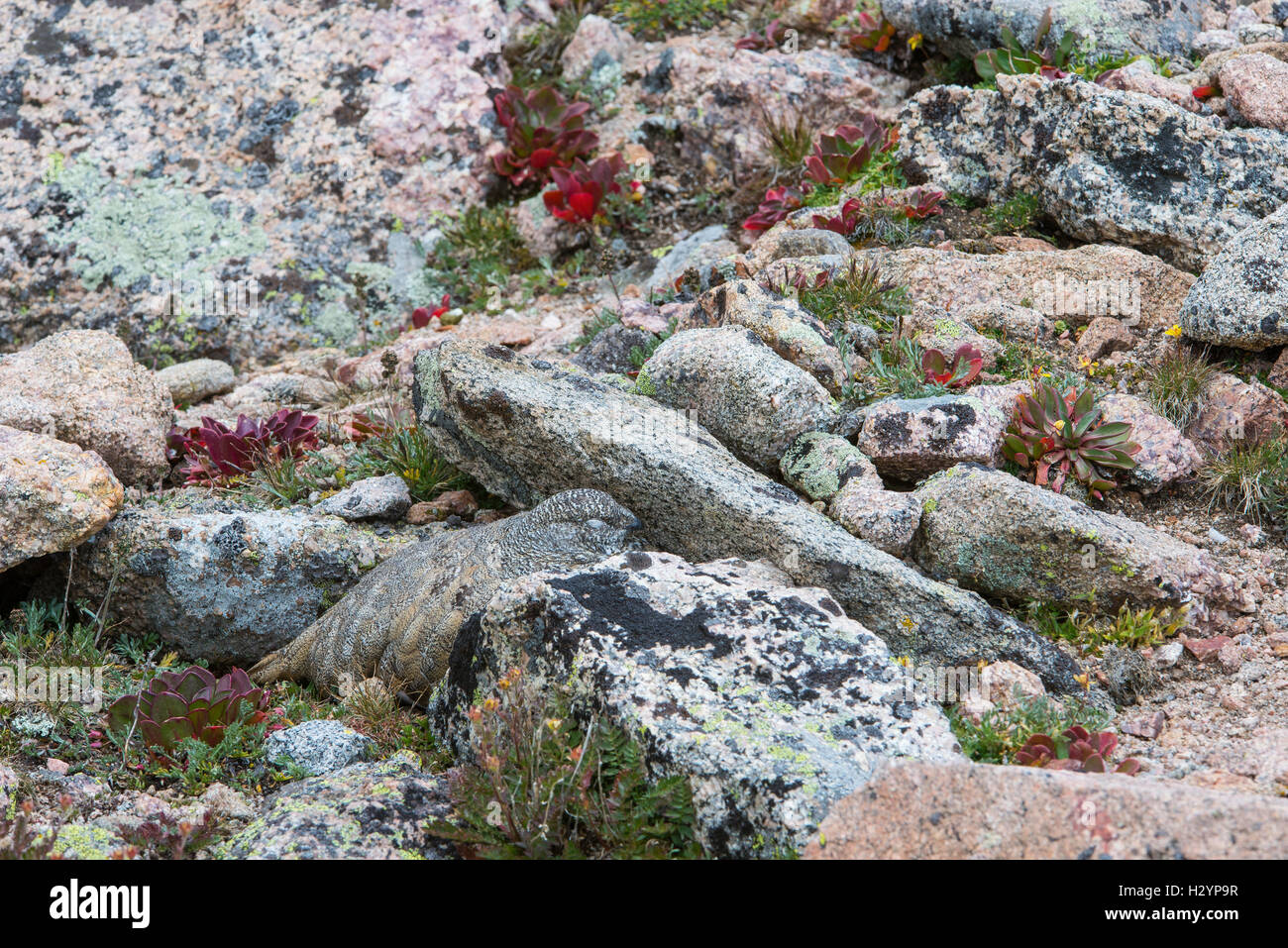 White-tailed ptarmigan (Lagopus leucura) camouflaged among lichen-covered rocks, Rocky Mountains, Colorado USA Stock Photo