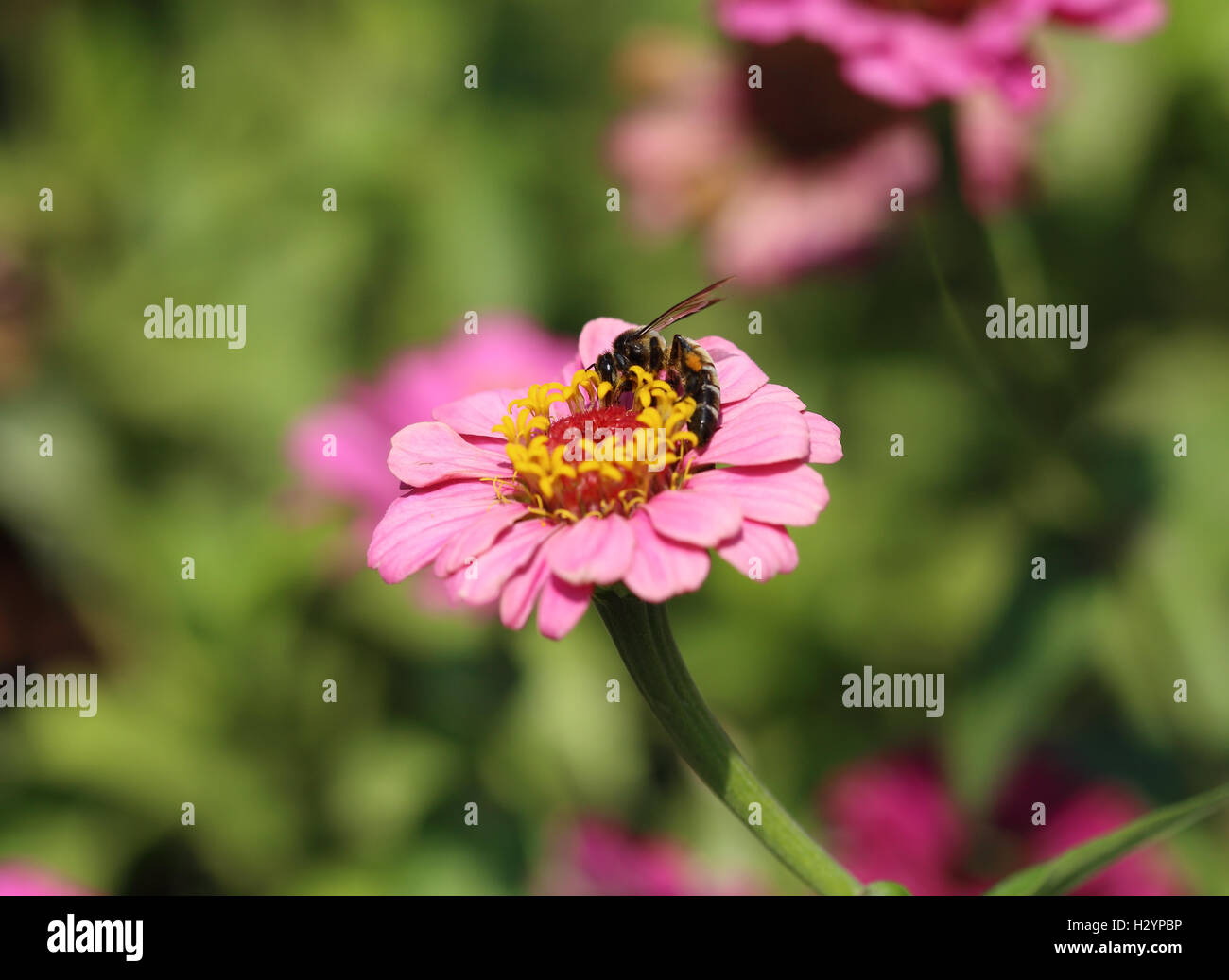 pink zinnia flowers and bee Stock Photo - Alamy