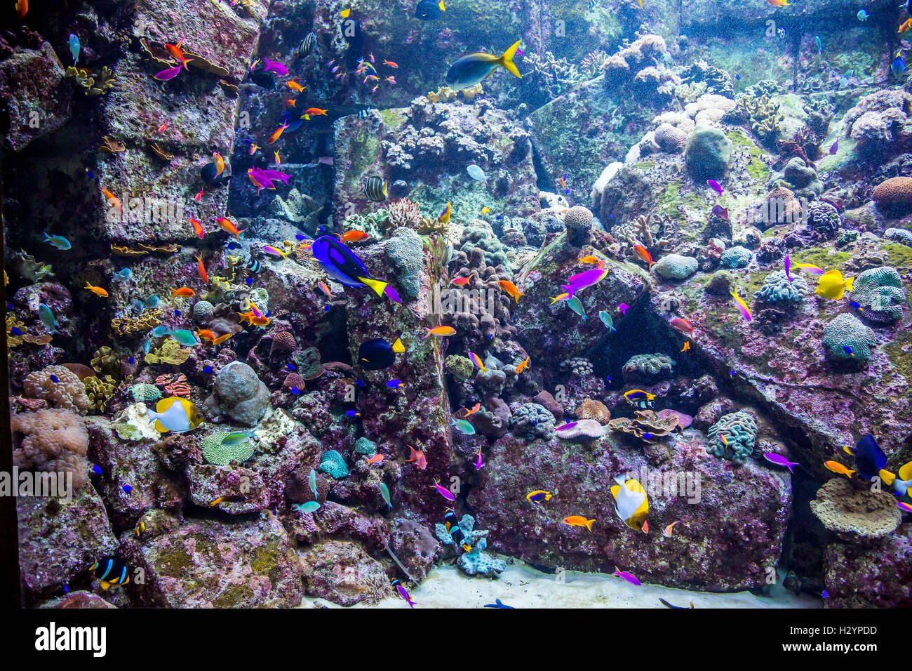 Aquarium tropical fish on a coral reef Stock Photo - Alamy