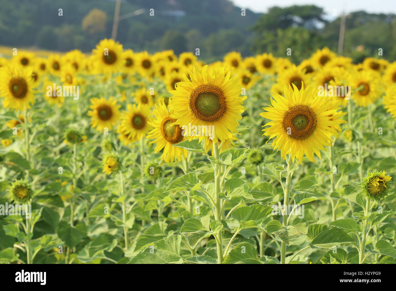 sunflower in the field Stock Photo - Alamy