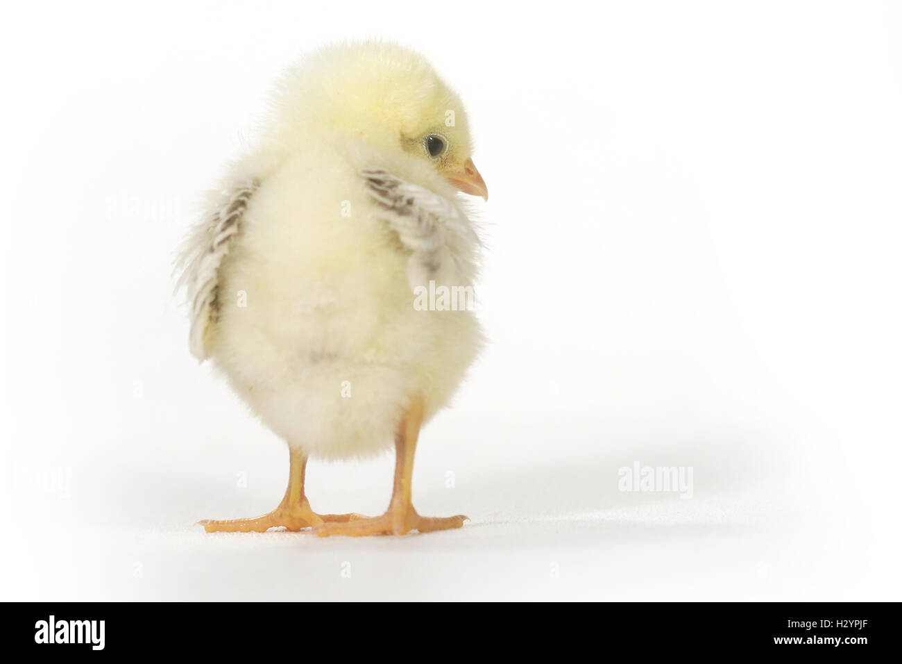 Adorable Baby Chick Chicken on White Background Stock Photo - Alamy