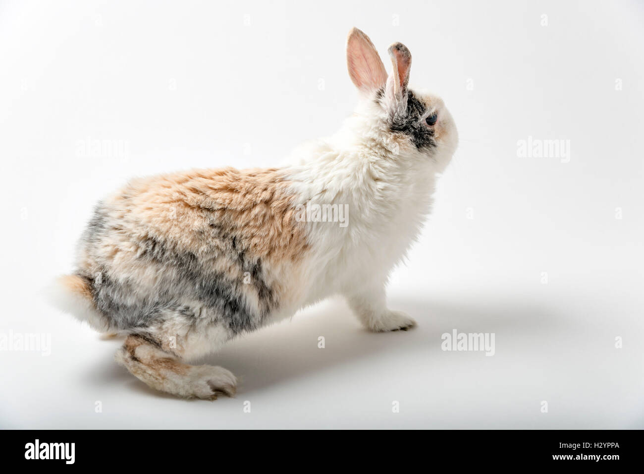 Australian Rabbit White Rabbit on white Stock Photo - Alamy