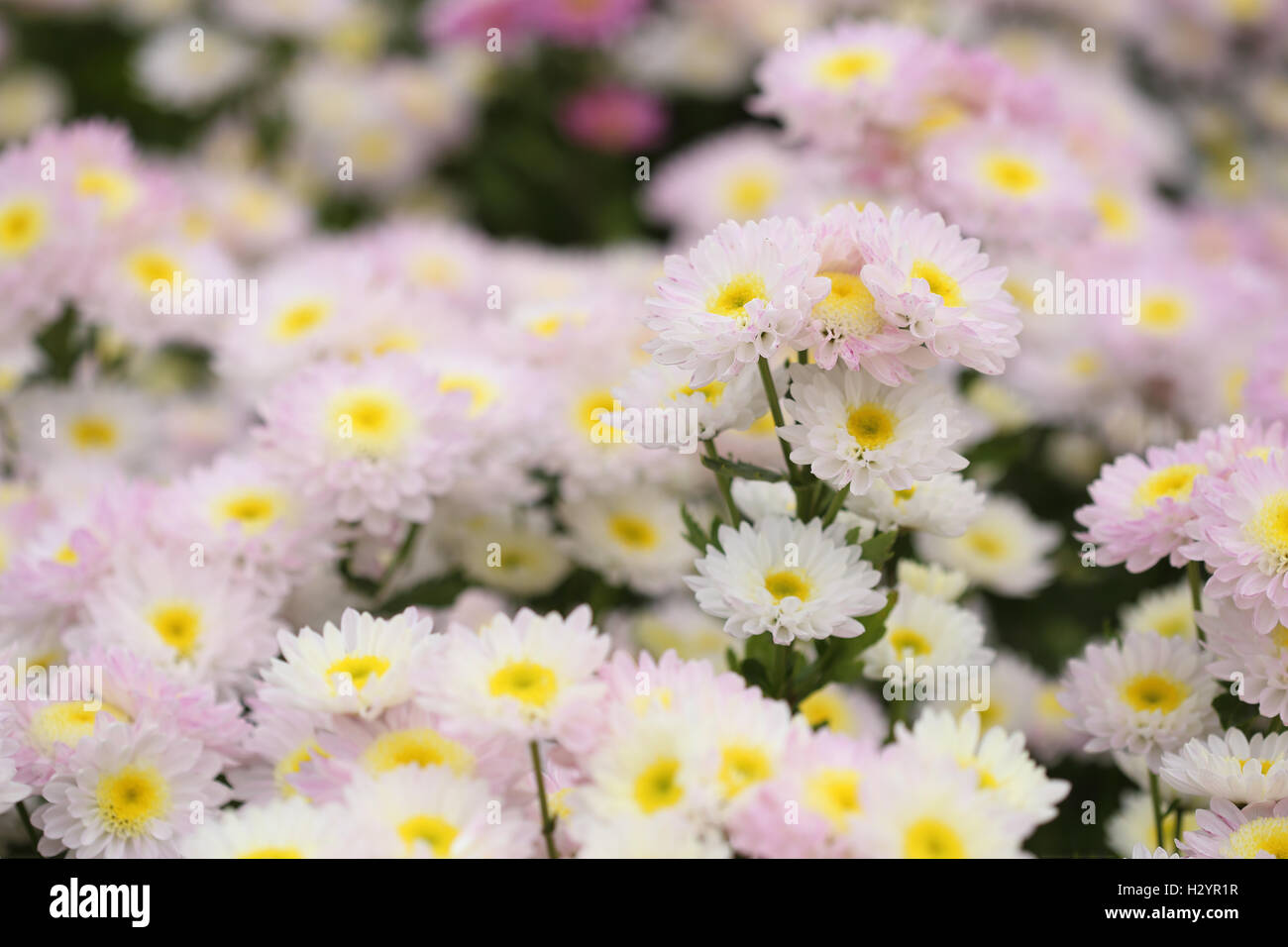 Chrysanthemum bud hi-res stock photography and images - Alamy