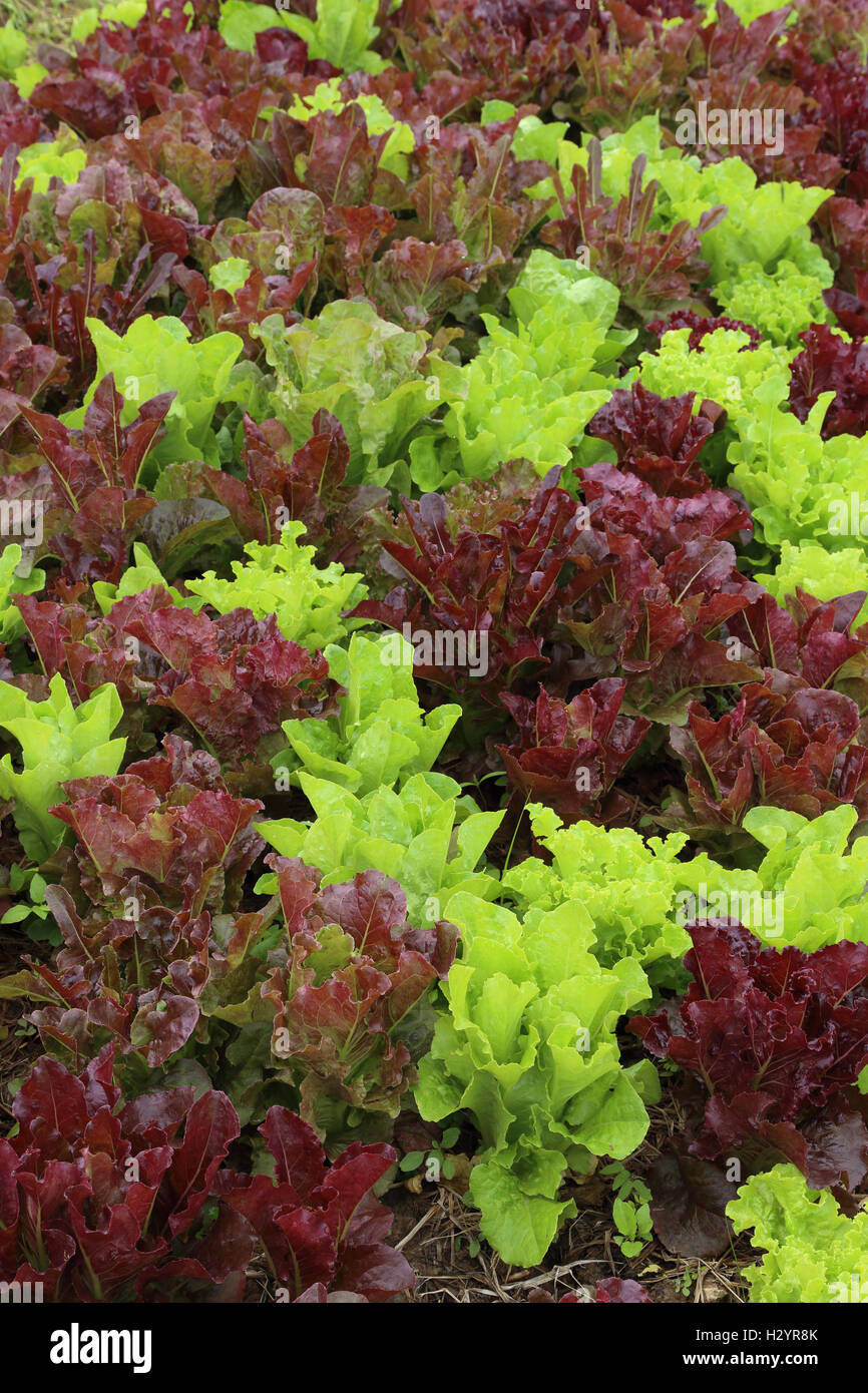 lettuce plant in field Stock Photo Alamy