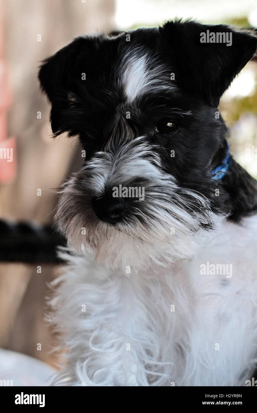 black and white mini schnauzer