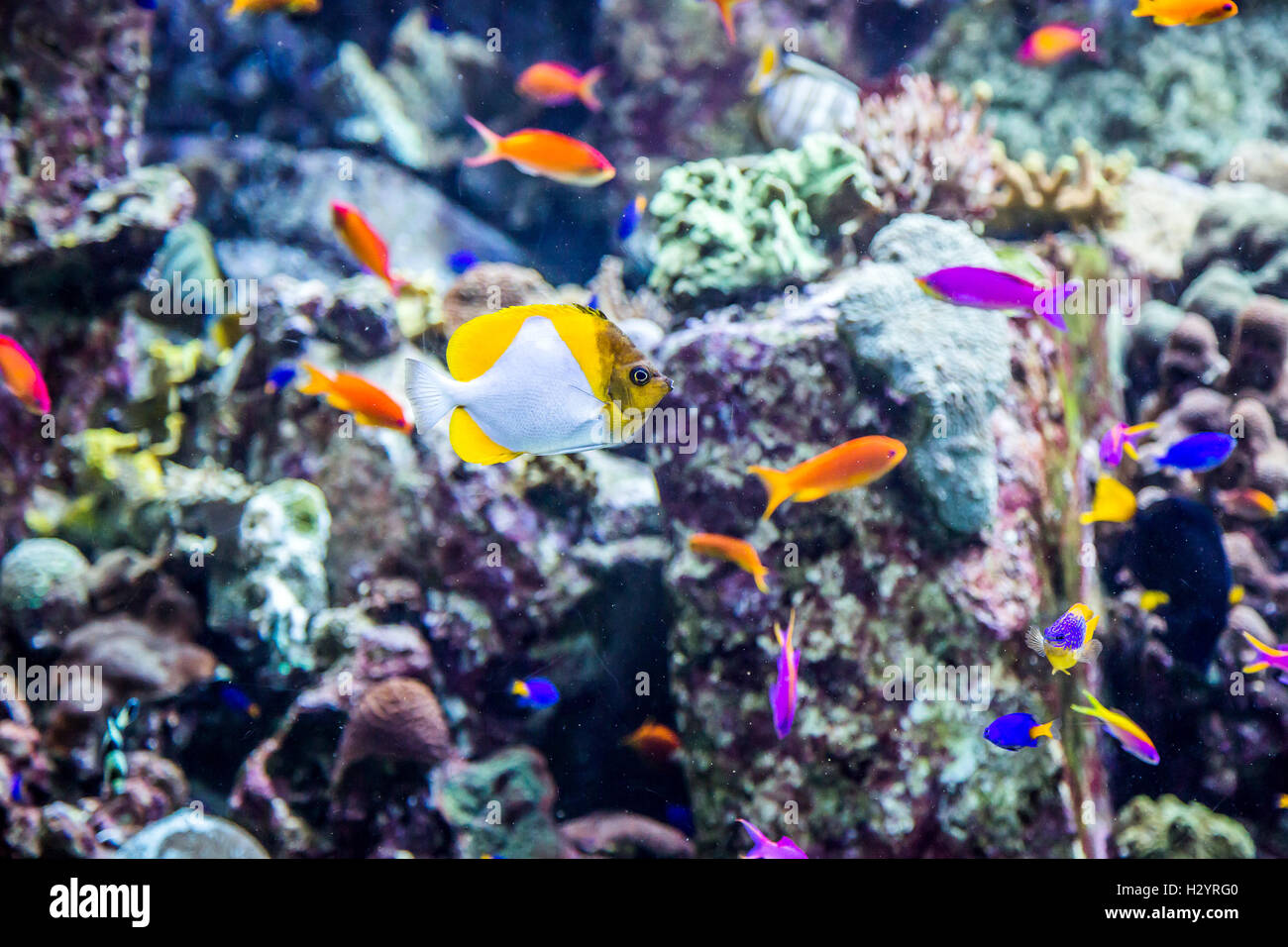 Aquarium tropical fish on a coral reef Stock Photo - Alamy