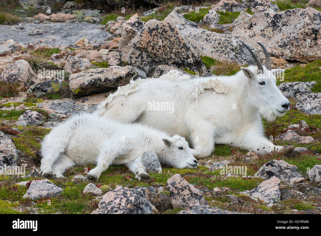 Mountain Goat Oreamnos Americanus Nanny And Kid Resting Together