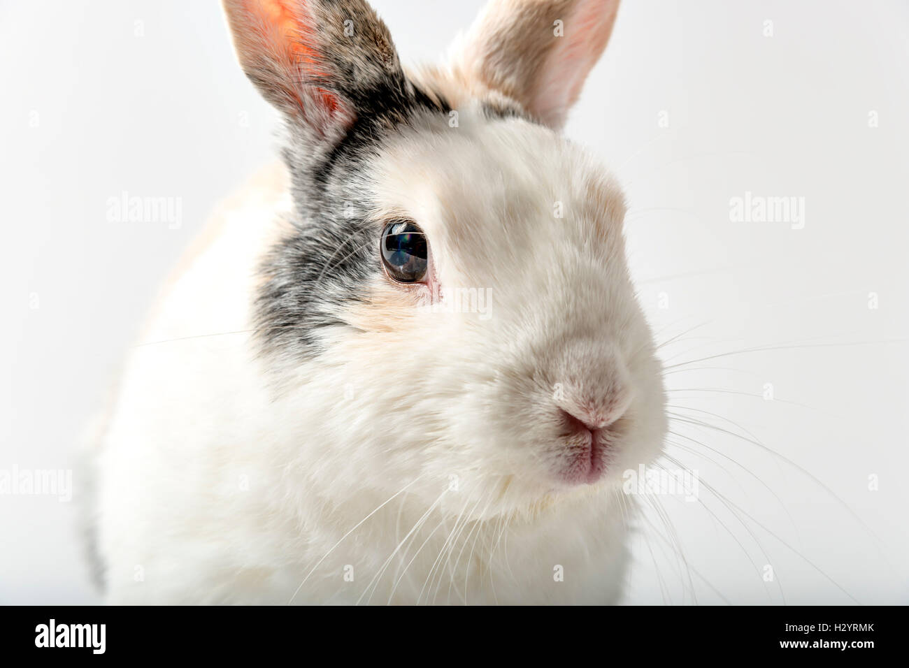 Australian Rabbit White Rabbit on white Stock Photo - Alamy