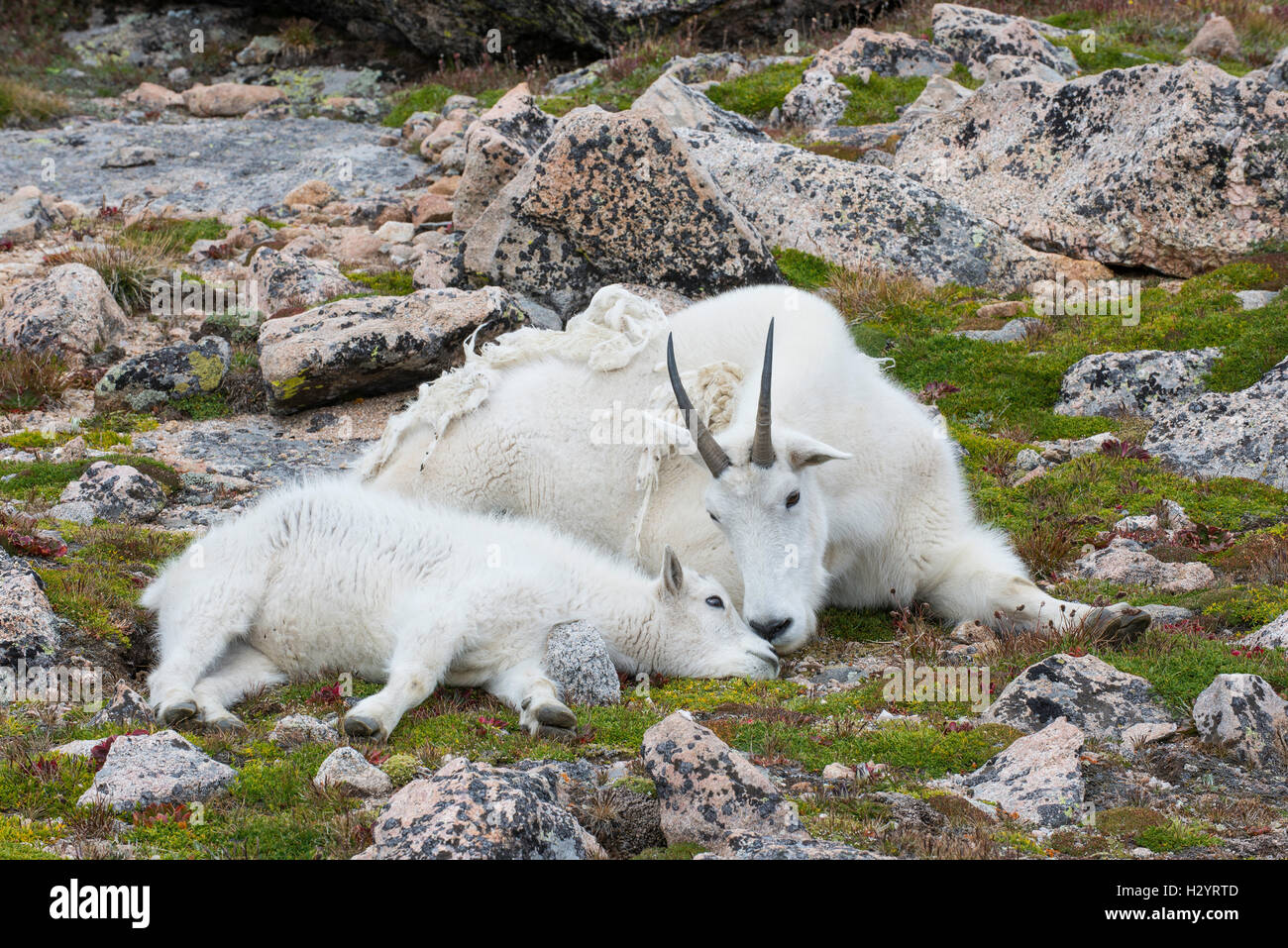 Nanny goat mother and two kids hi-res stock photography and images - Alamy