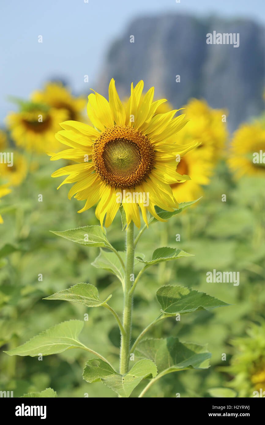sunflower in field Stock Photo - Alamy