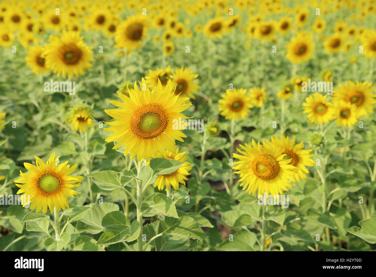 sunflower in the field Stock Photo - Alamy