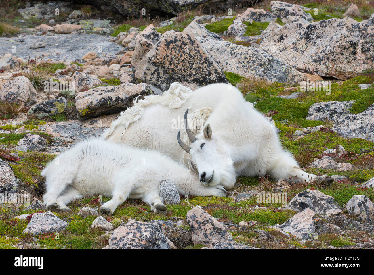 Mountain Goat (Oreamnos americanus), Nanny and Kid, resting together, Mount Evans Wilderness Area Rocky Mountains, Colorado USA Stock Photo