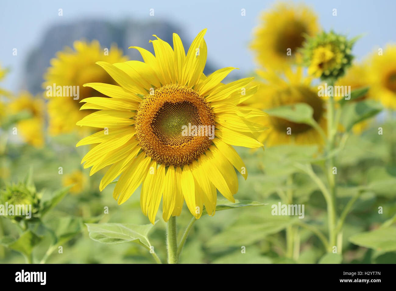 sunflower in field Stock Photo - Alamy