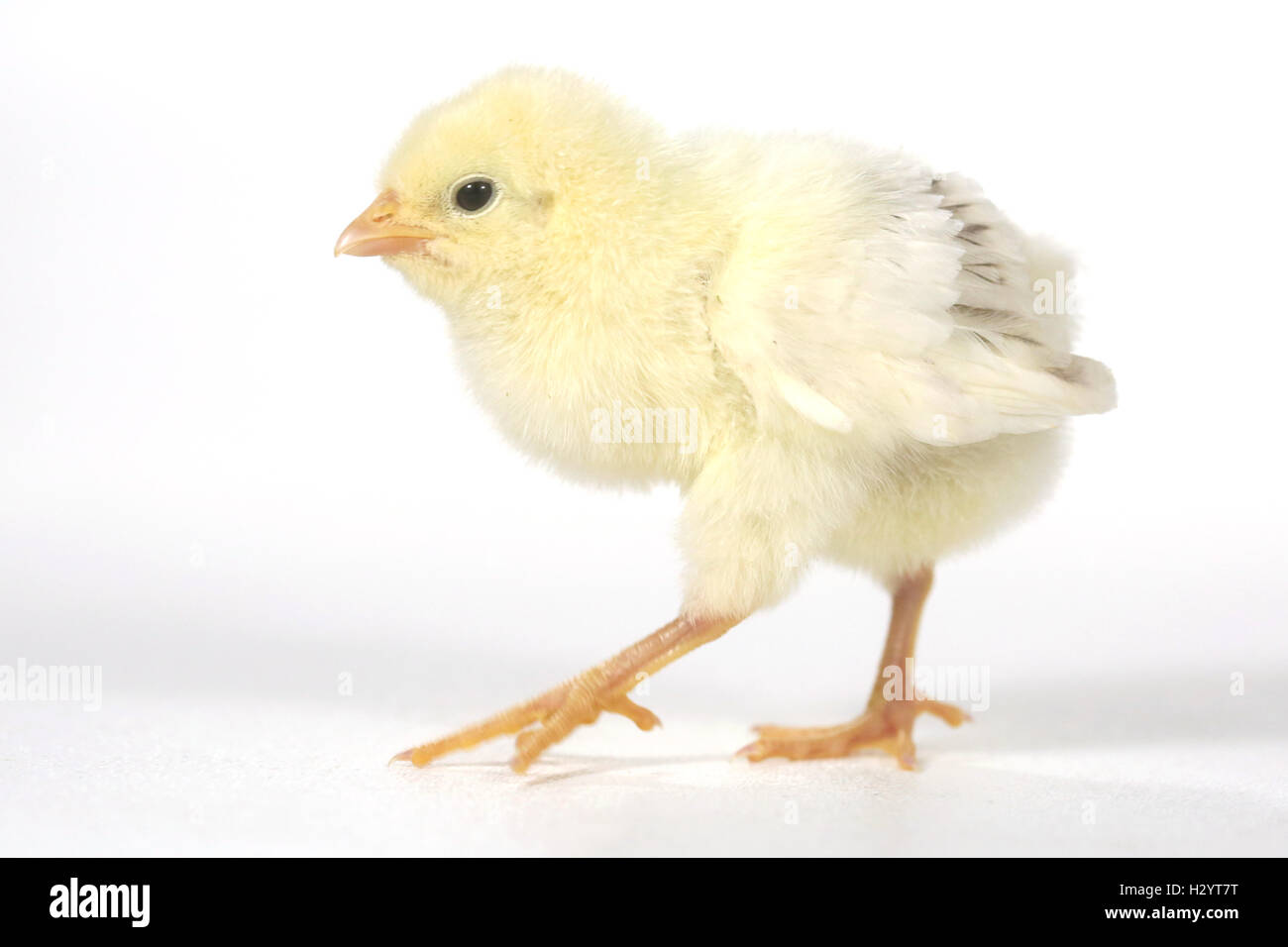 Adorable Baby Chick Chicken on White Background Stock Photo - Alamy