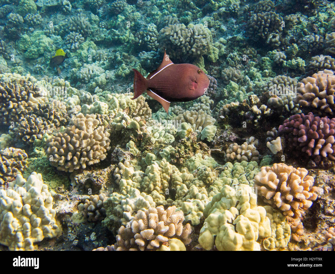 Black Durgon in a reef Stock Photo