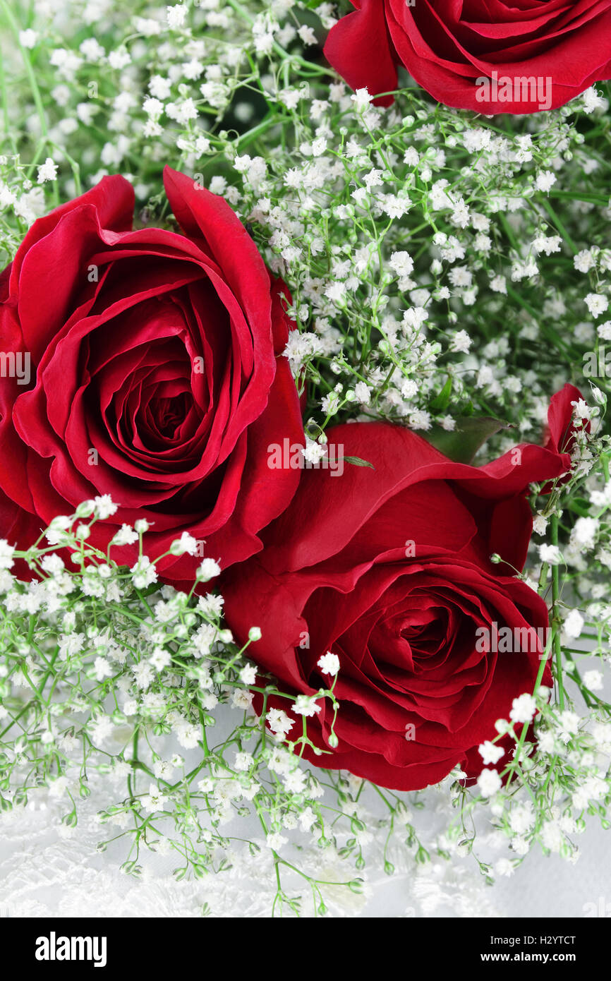 Red Roses and Babys Breath Stock Photo - Alamy
