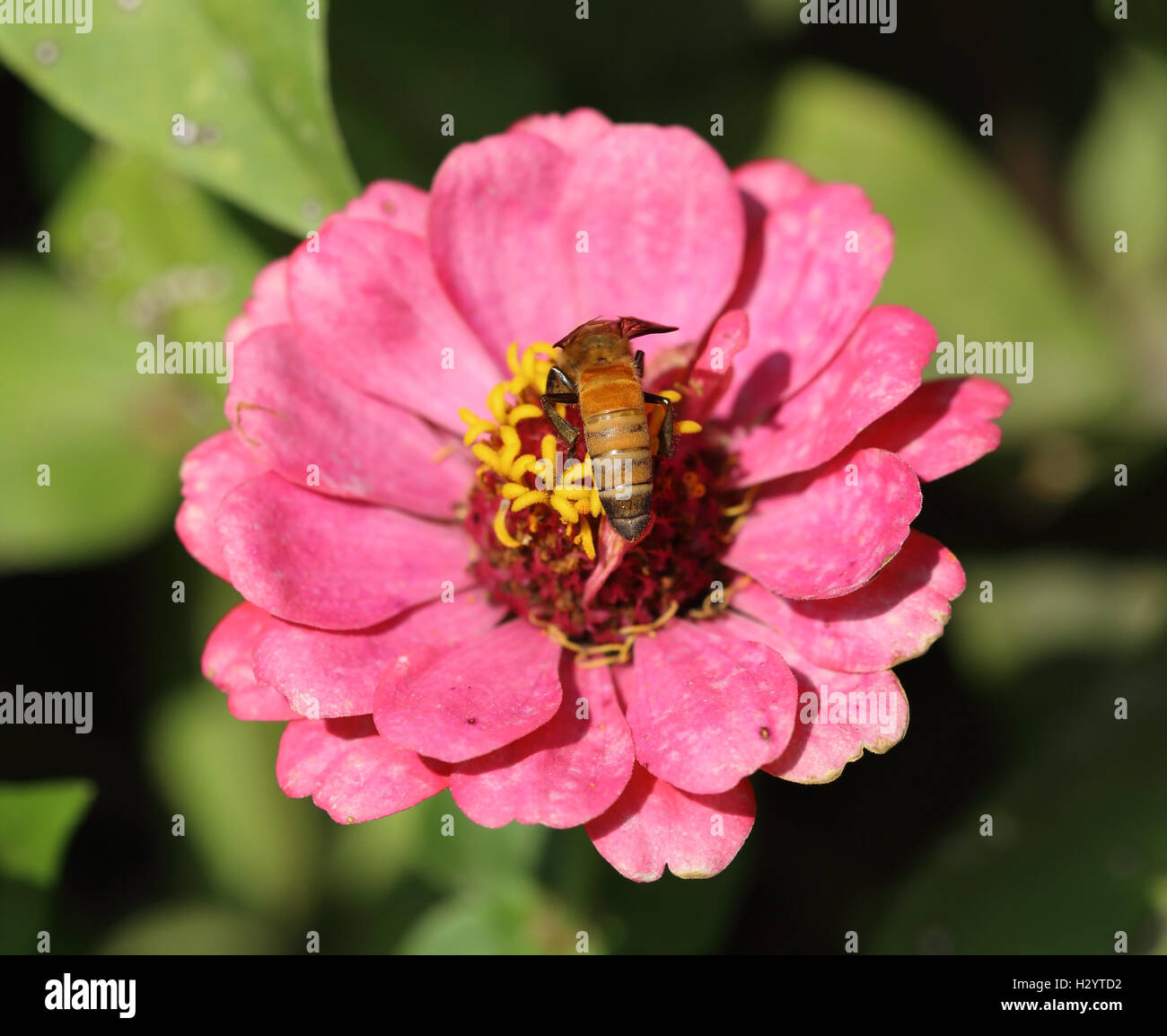 pink zinnia flowers and bee Stock Photo - Alamy