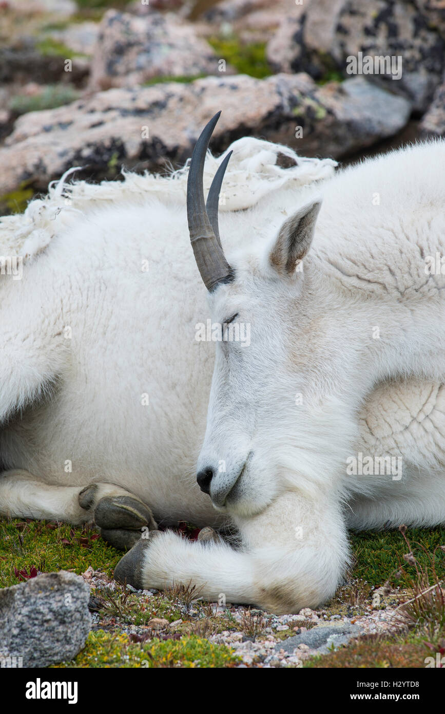 Mountain Goat (Oreamnos americanus), Nanny resting, Mount Evans Wilderness Area Rocky Mountains, Colorado USA Stock Photo