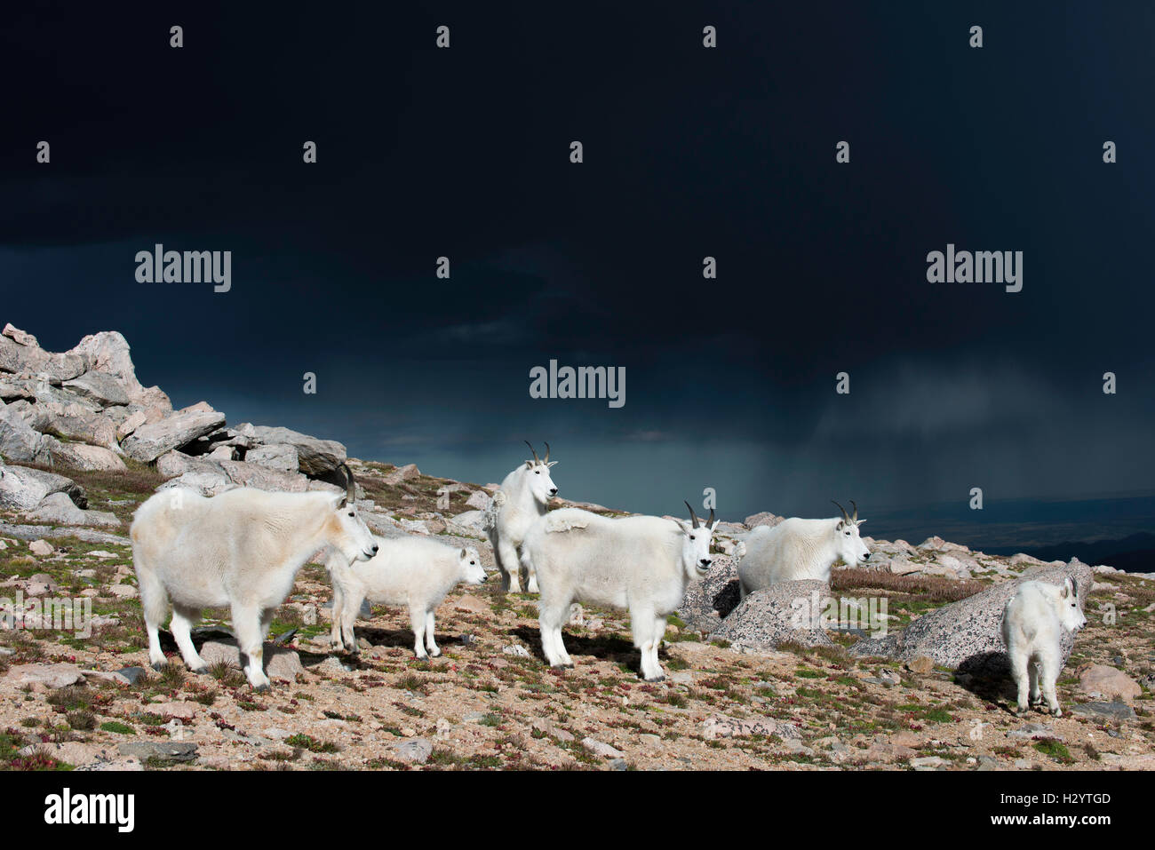 Mountain Goats (Oreamnos americanus) Adults, thunderstorm, & rain shield, Rocky Mountains, Colorado USA Stock Photo